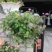 おもこの画像