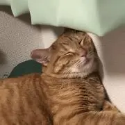 茶トラ
