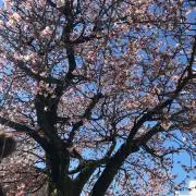 sakura断捨離中！の画像