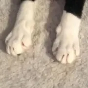 ノコノコ