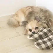 のりのり
