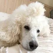 kinakoの画像