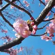 つるの画像