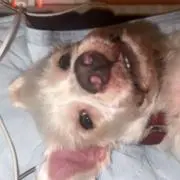 TK