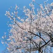もちこの画像