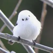 安田みゅう