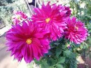 MOKA✽((๑•ᴗ•๑))✽の画像