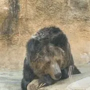 サカナマン