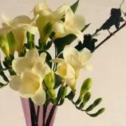 定価6.9万】トゥモローランド ボールジィ ラビットファー ベスト ジレ