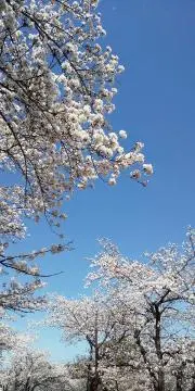 こはるの画像