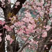エミリーの画像
