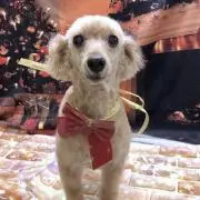 エラスムスの画像