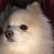 豆柴