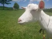 muccの画像