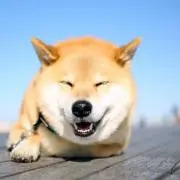 わんこ家