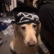 Arcの画像