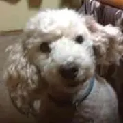 ママ ココ