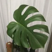 マメ男の画像