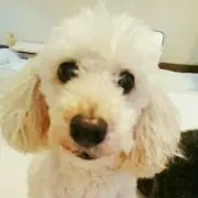 リー☆・*・.の画像
