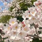 ひな