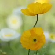 チャチャの画像