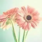 fuwafuwayの画像