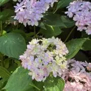 紫陽花の画像