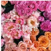ROSE【プロフィール必読】の画像