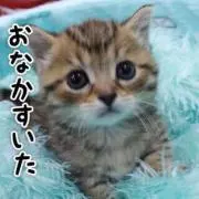 とみー