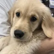 シカの画像