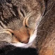 みかん