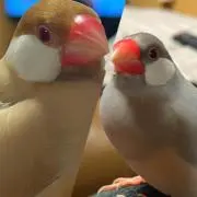小鳥のさえずりの画像