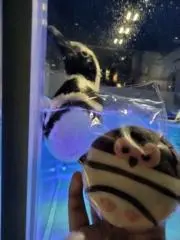 ぺんぺんぷりんの画像
