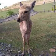 まほろばの画像