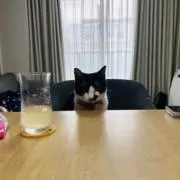はっぴーの画像