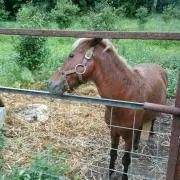 ツユ