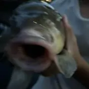 ponの画像