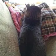 さとみん