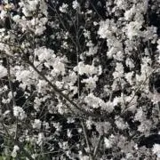 yyの画像