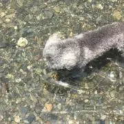 いぬまる[取置き不可・即購入OK]の画像