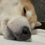 蛙の画像