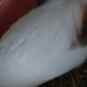 本場結城紬 ラベンダーカラー 袷 - メルカリ