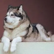 Rの画像