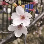 桜の花の画像