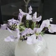 もずく
