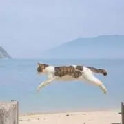 にこの画像