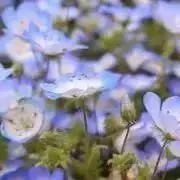 Nojiの画像