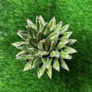 小さな植物小屋の画像