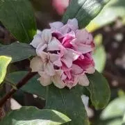 かれん