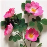 やな26